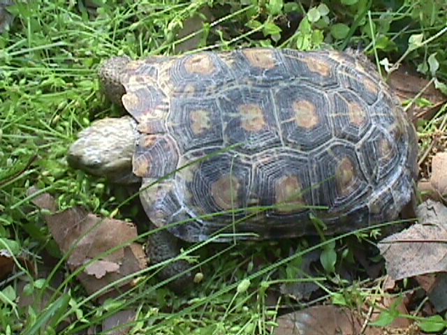tornierifemale4.JPG (86169 bytes)