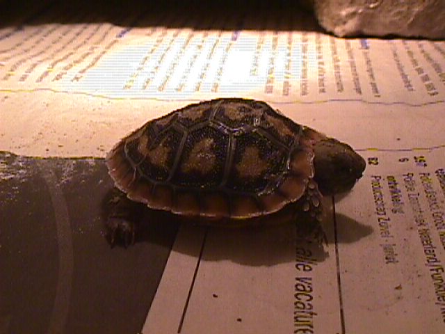 tornierihatchling.jpg (49015 bytes)