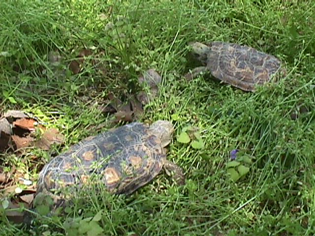 tornieripair2.JPG (100221 bytes)