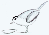 pegvirginia