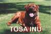 Tosa Clingz