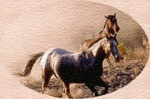 Wild Horses