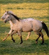 Wild Horses