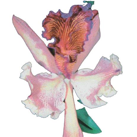 Orqudea