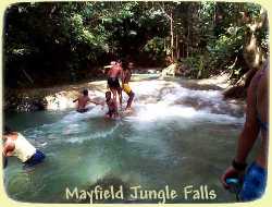 Mayfield Jungle Falls