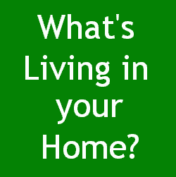What's Living in your Home? width=