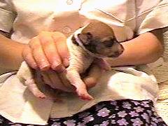 this was our first look at our puppy.
