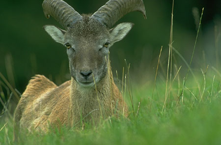 Ram: Aries Rule