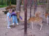 Feeing the Deer