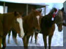 Xmas2002ThreeHorse.JPG (65296 bytes)