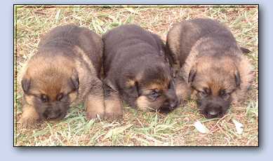 Sarge's babies whelped Jan 03