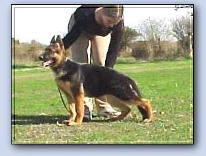 Fe at 4 months of age, click to see her page.