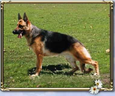 Click to see Pepi's pedigree