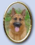 Click here to see Sarge's pedigree.