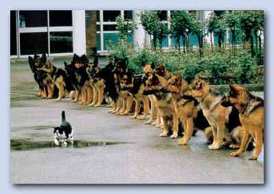 German Shepherds with cat