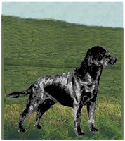 Labrador retriever