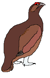 Red Grouse