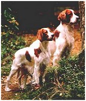 Irish red-and-white setters