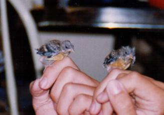 little friends