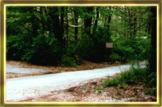 piney2.jpg (39032 bytes)