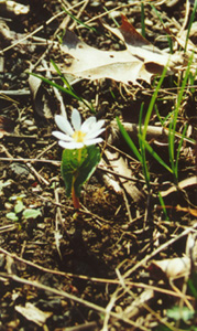 Bloodroot