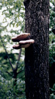 Shelf Fungi