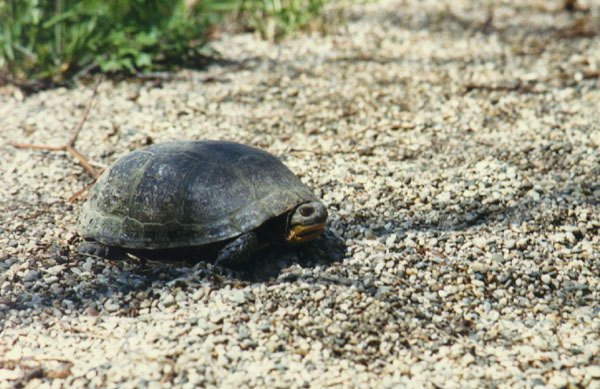 Wood Turtle