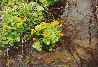 Marsh Marigolds