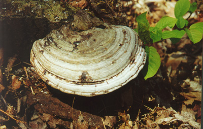 Shelf Fungi