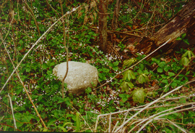 woodland