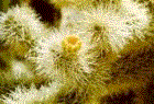 animatedgif