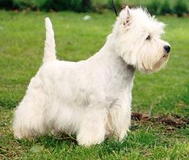 westie3