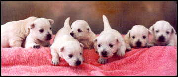westie4