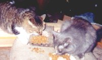 Mama Cat is on the left, Tubby on the right
