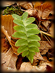 Baby fern plant with maple leaves
