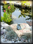 Pond and Frog