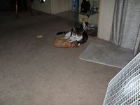 dog1.jpg (89244 bytes)