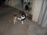 dog.jpg (65164 bytes)