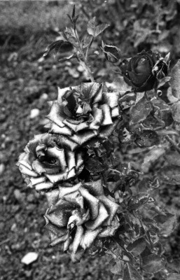 CUATRO ROSAS