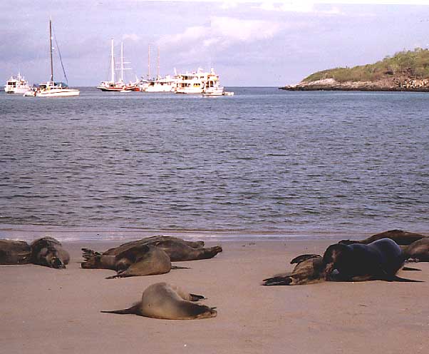 sealions and boats