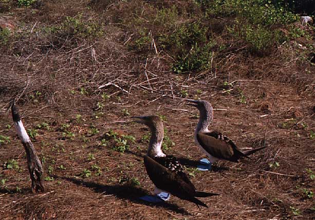 blue footed boobys