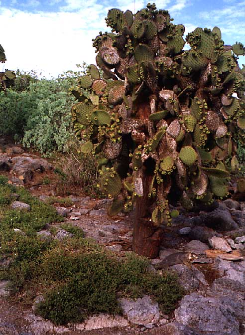 cactus