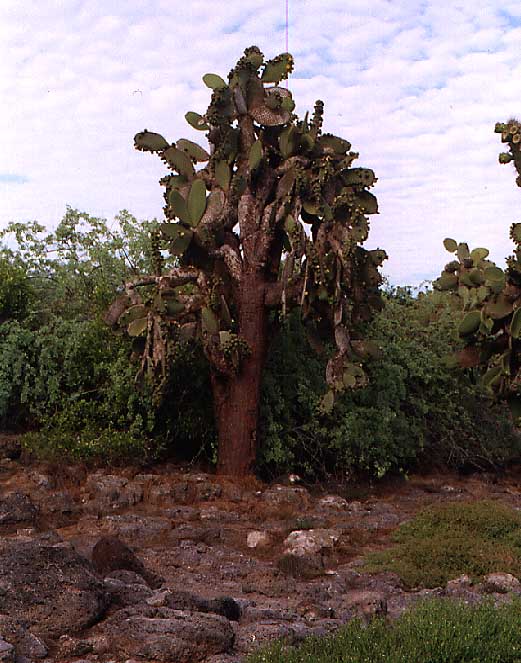 another type of cactus