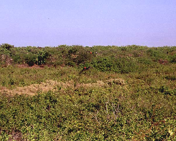 frigate bird