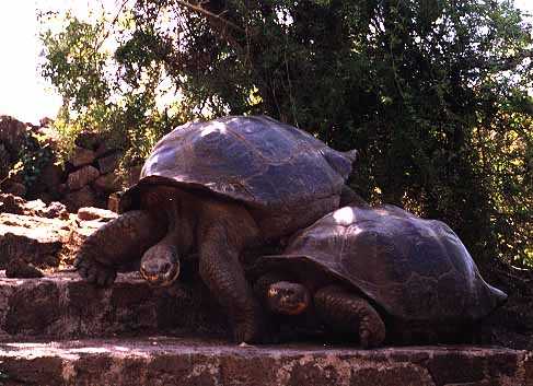 turtles
