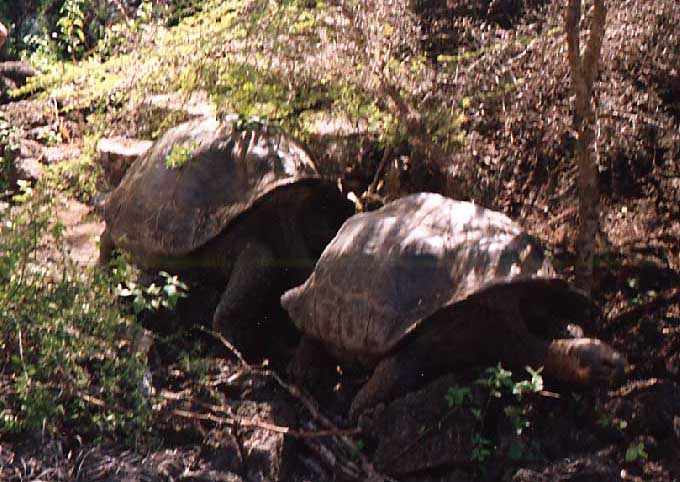 Male giant turtle following the female