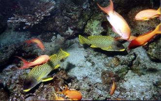 Blackspotted Sweetlips