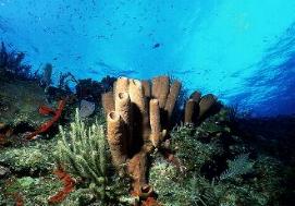 Brown tube sponges