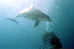 Bottlenosed Dolphin