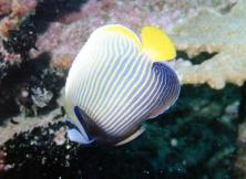 Emperor Angelfish